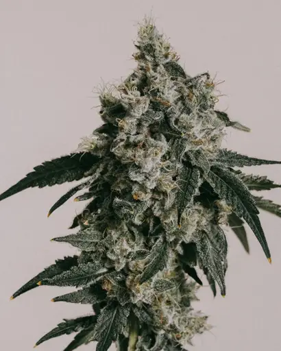 Trainwreck Seeds