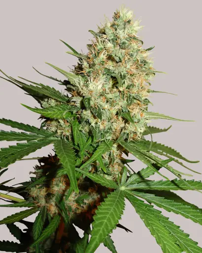 Trainwreck Feminized Seeds