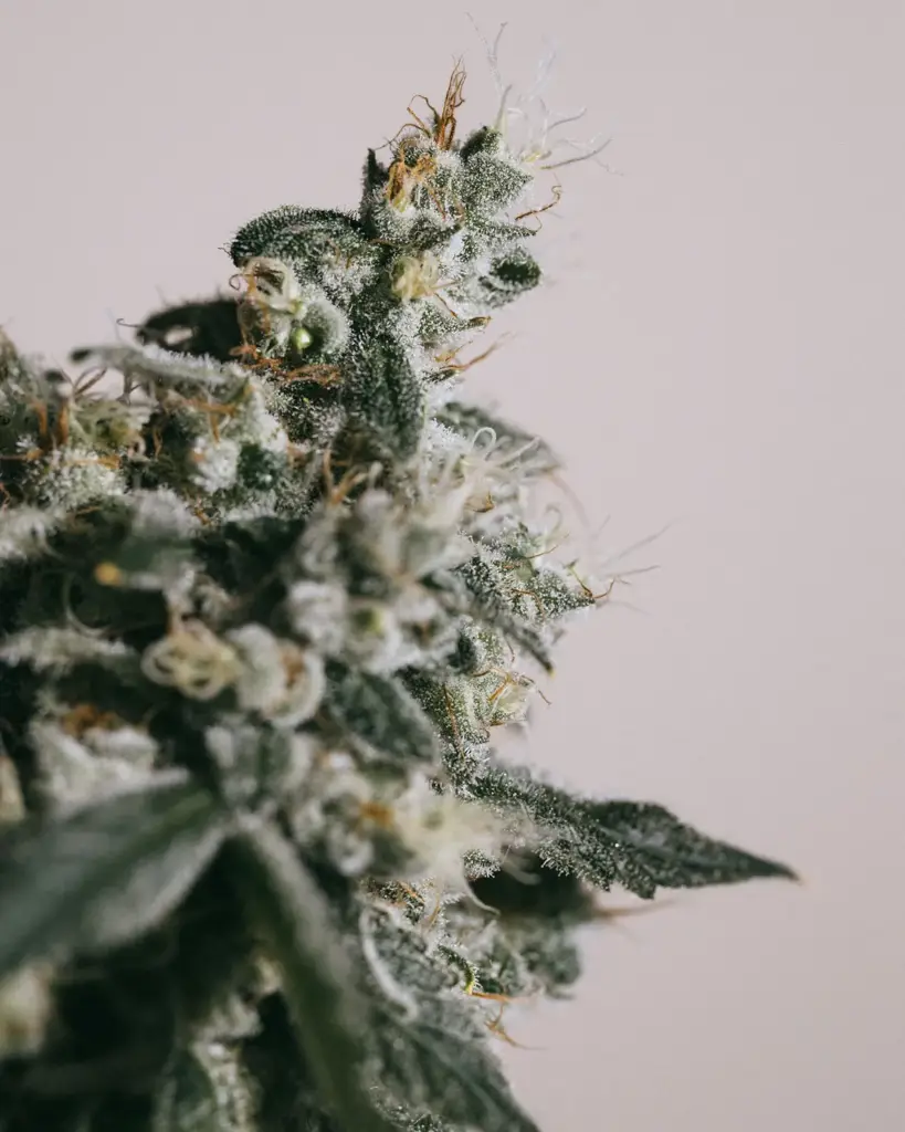 Trainwreck_Close_up_1c7a4e43_t