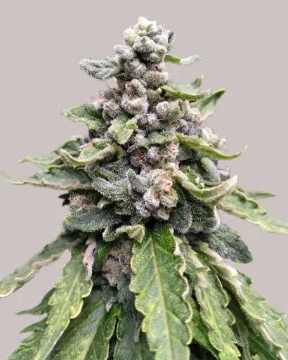 Tropicana Cookies Feminized Seeds