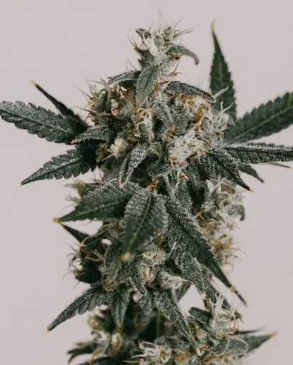 Tropicana Cookies Seeds