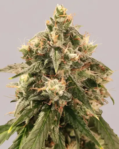 Wedding Cake Seeds