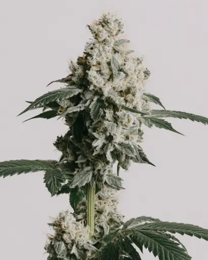 White Rhino Feminized Seeds