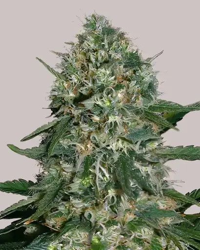 White Rhino Feminized Seeds