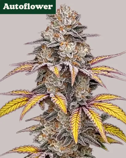 White Runtz Autoflower Seeds