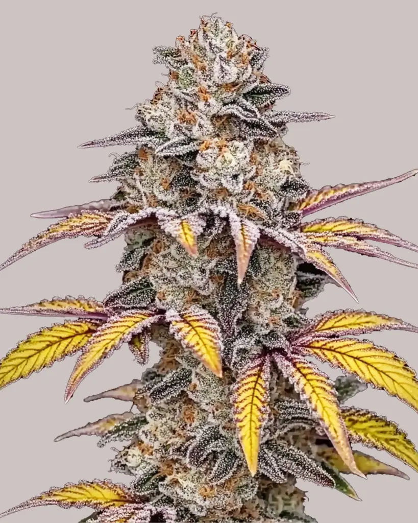 White Runtz Feminized Seeds