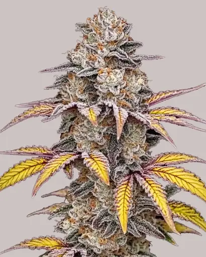 White Runtz Feminized Seeds