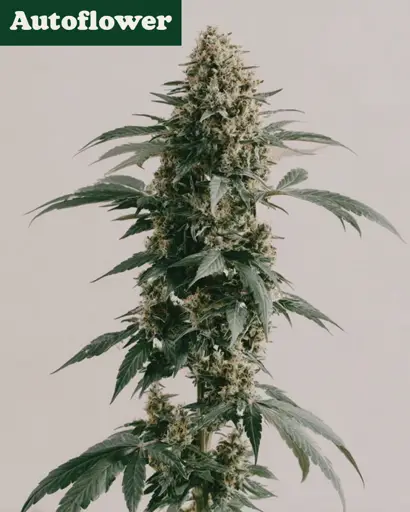 White Runtz Autoflower Seeds