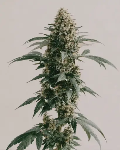 White Runtz Feminized Seeds