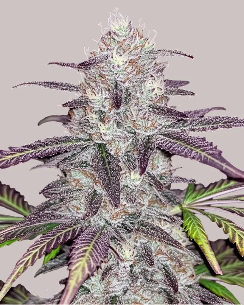 White Truffle Feminized Marijuana Seeds For Sale | Buy Online >>> ILGM