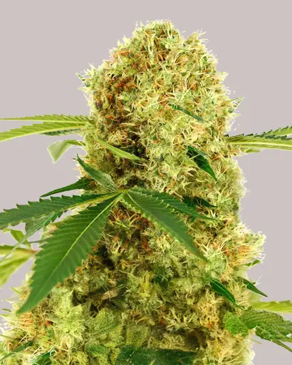 White Widow Feminized Seeds