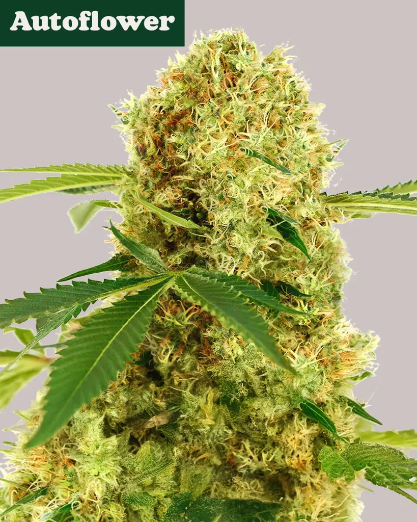 White Widow Autoflower Seeds