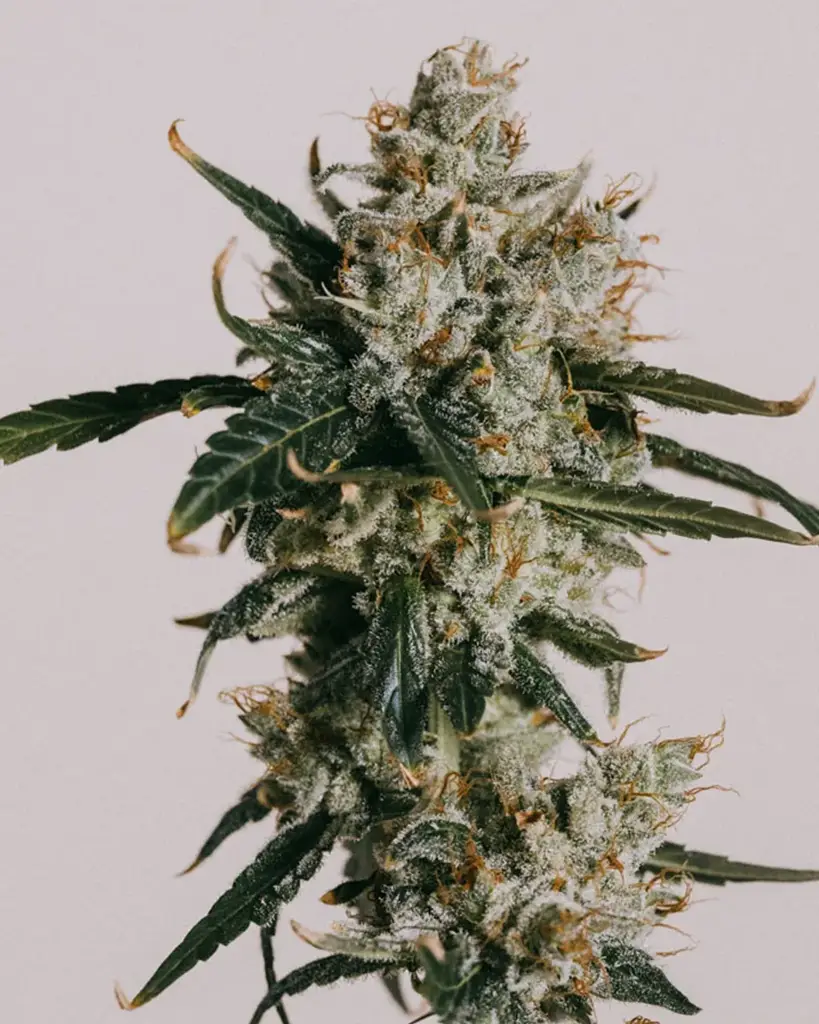 White Widow Seeds