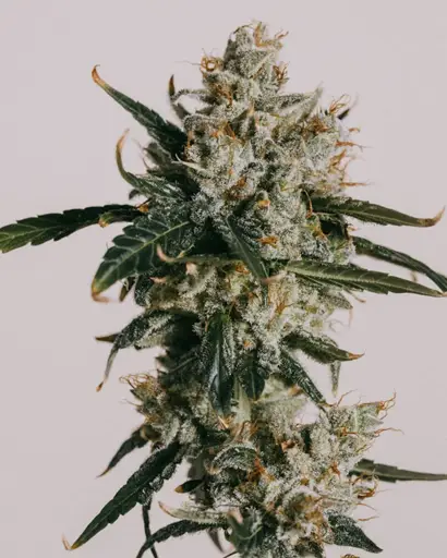 White Widow CBD Seeds