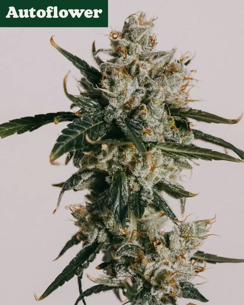 White Widow CBD Autoflower Seeds