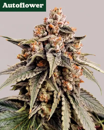 Zkittlez Autoflower Seeds