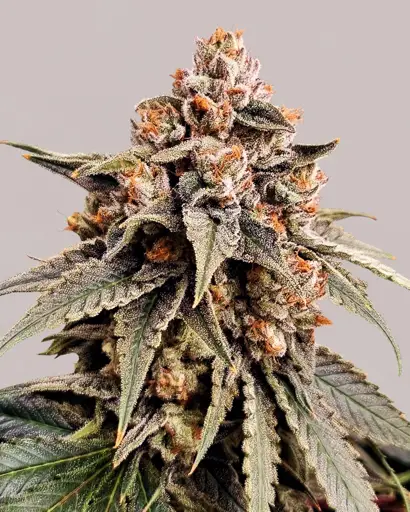 Zkittlez Feminized Seeds