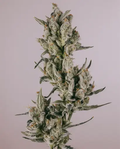 Zkittlez Seeds