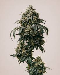Afghan <mark>Kush</mark> x Super Skunk Seeds