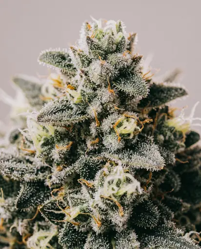 Afghan Kush x Super Skunk Seeds