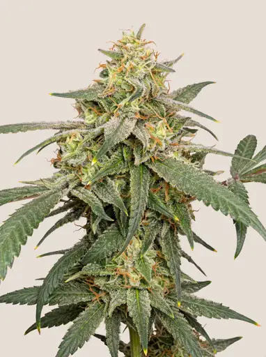 Banana Kush Seeds