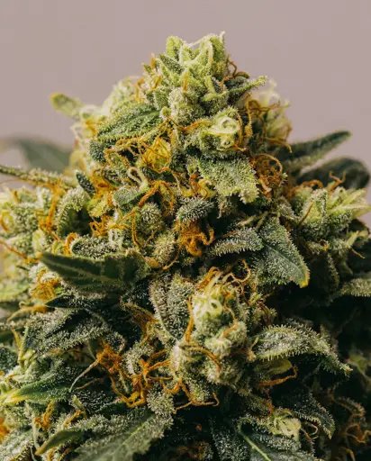 Blueberry x Big Devil Autoflower Seeds