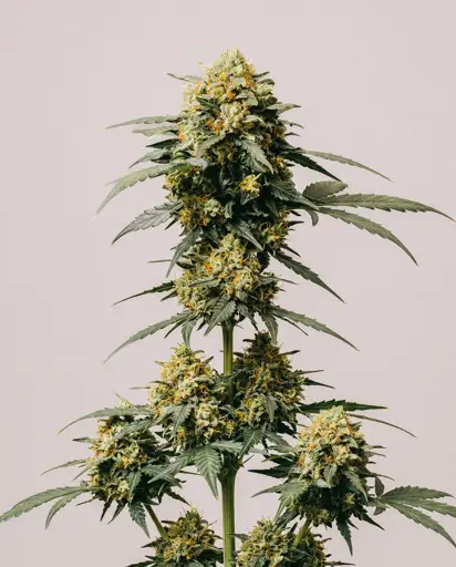 Blueberry x Big Devil Autoflower Seeds