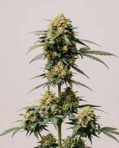 Blueberry x Big Devil Autoflower Seeds