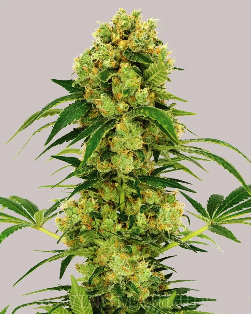 Big Bud Seeds