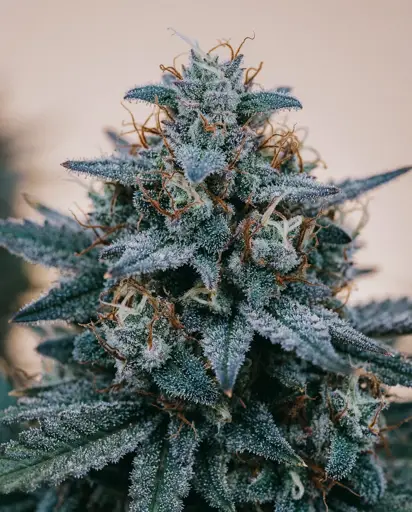 Blue Amnesia Autoflower Seeds