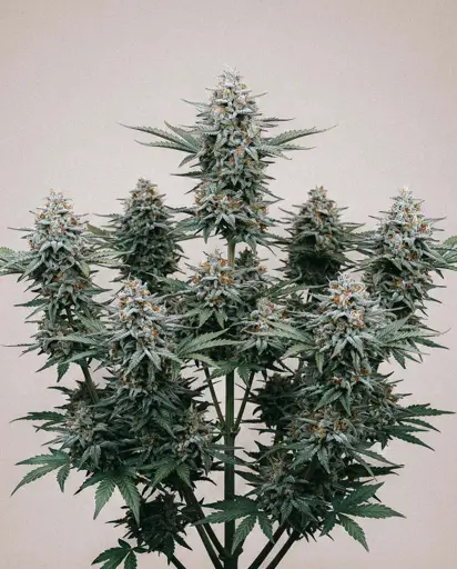 Blue Amnesia Autoflower Seeds