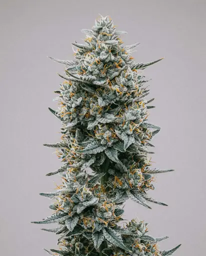 Blue Widow Seeds