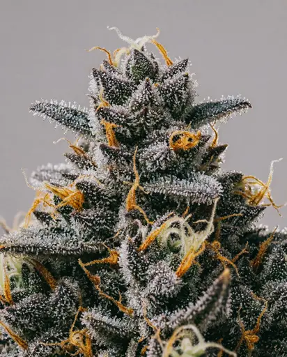 Blueberry x Big Bud Autoflower Seeds