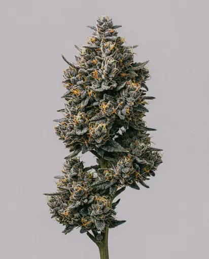 Blueberry x Big Bud Autoflower Seeds