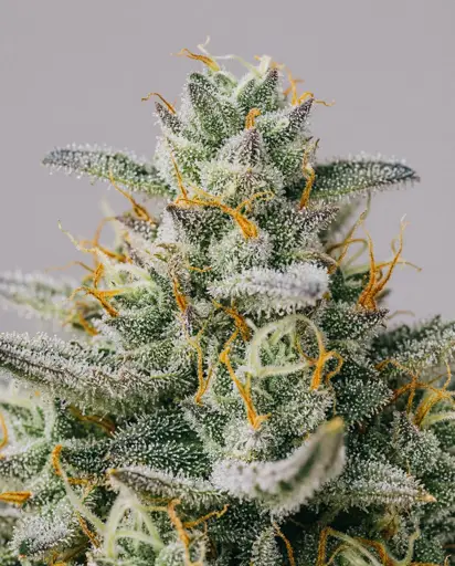 Blueberry x Jack Herer Autoflower Seeds