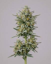 <mark>Blueberry</mark> x Jack Herer Autoflower Seeds