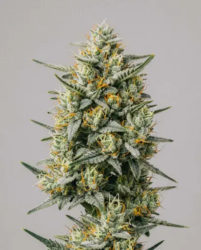 Blueberry x Lemon Haze Autoflower Seeds