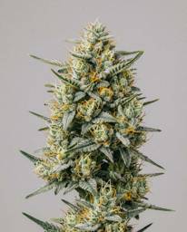 Blueberry x Lemon <mark>Haze</mark> Autoflower Seeds