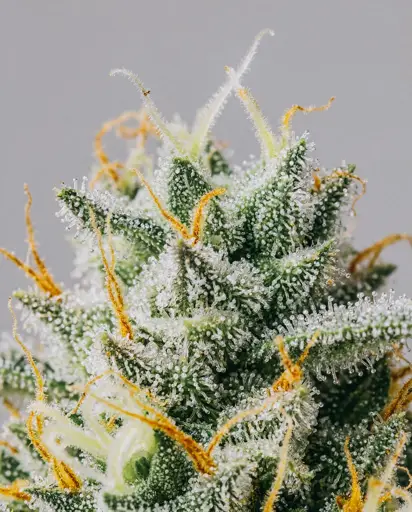 Blueberry x Lemon Haze Autoflower Seeds