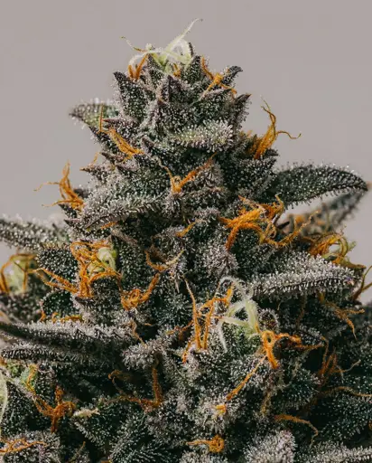 Blueberry x Mazar Autoflower Seeds