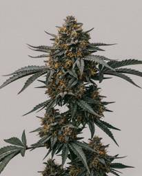 <mark>Blueberry</mark> x Mazar Autoflower Seeds