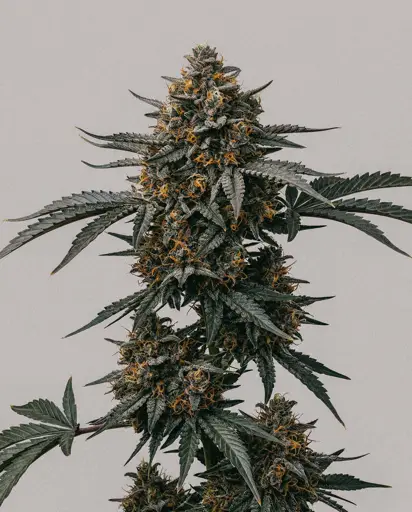 Blueberry x Mazar Autoflower Seeds