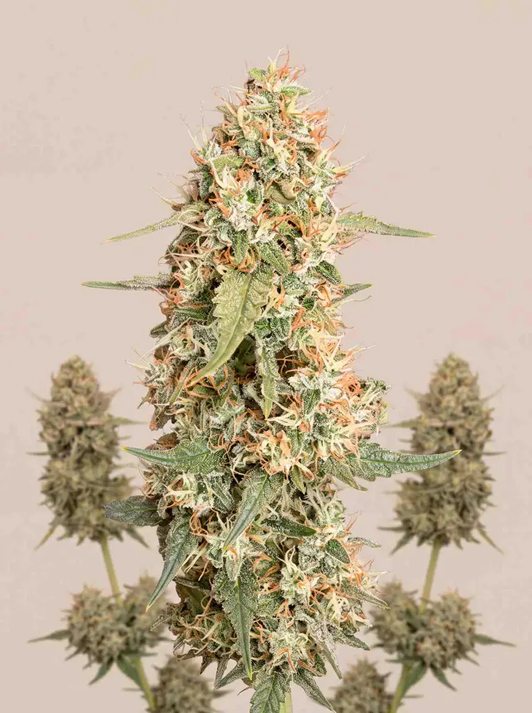 Bruce Banner Autoflower Seeds