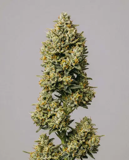 Bruce Banner Fast Version Seeds