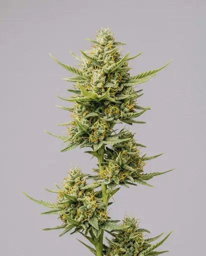CBD ACDC (1:18) Seeds