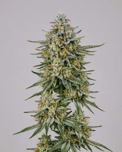 Cinderella 99 x Blueberry Fast Version Seeds