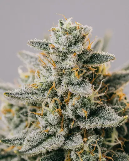 Cristal Metal Autoflower Seeds