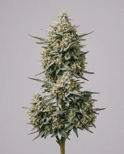 Cristal Metal Autoflower Seeds