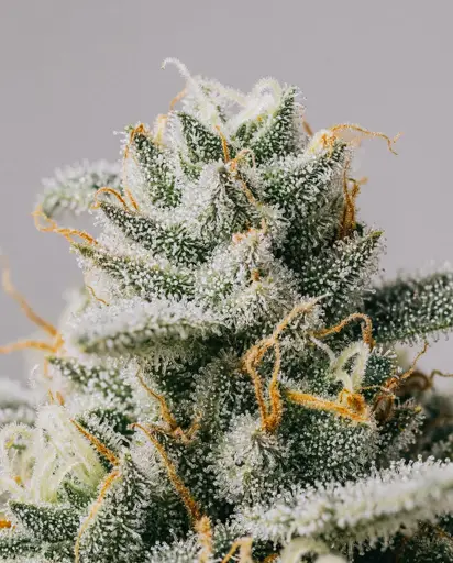 Critical x Gorilla Glue Autoflower Seeds