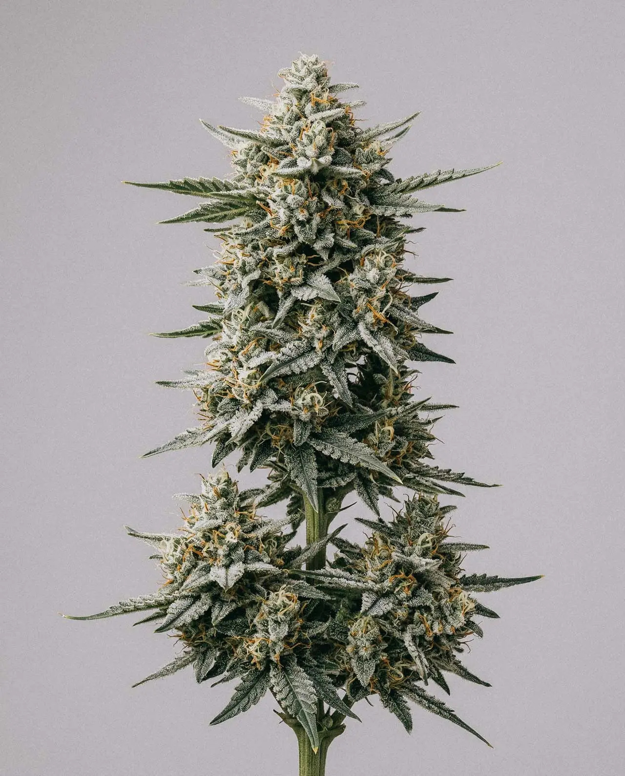 Critical x Gorilla Glue Autoflower Seeds